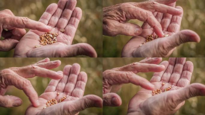 用手掌分拣麦粒特写手部动作丰收粮食