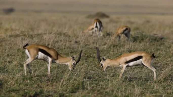 两个跳羚雄性发情的慢动作特写视图，在非洲大草原上争夺统治地位