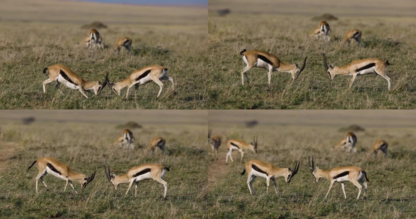 两个跳羚雄性发情的慢动作特写视图，在非洲大草原上争夺统治地位