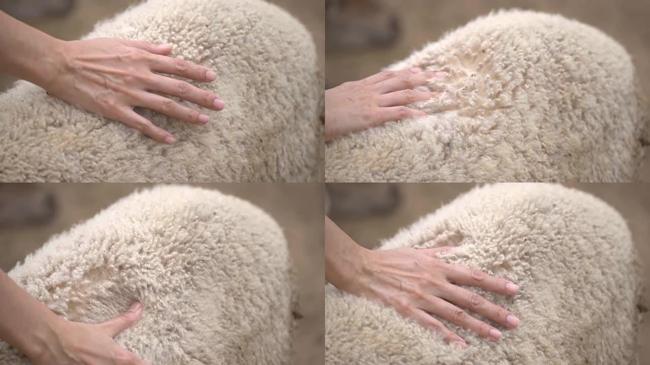人类的手抚摸着一只可爱的绵羊。