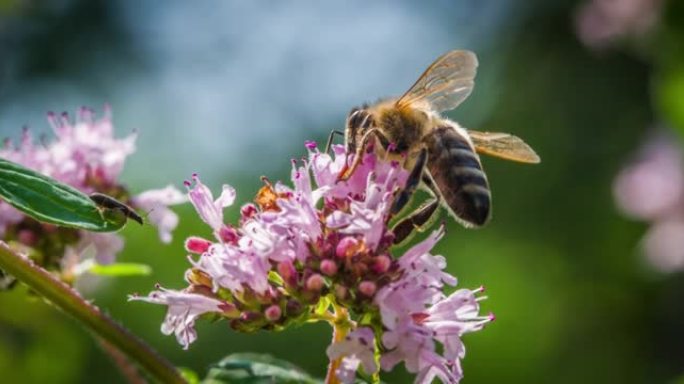 授粉蜜蜂-慢动作采蜜家蜂特写