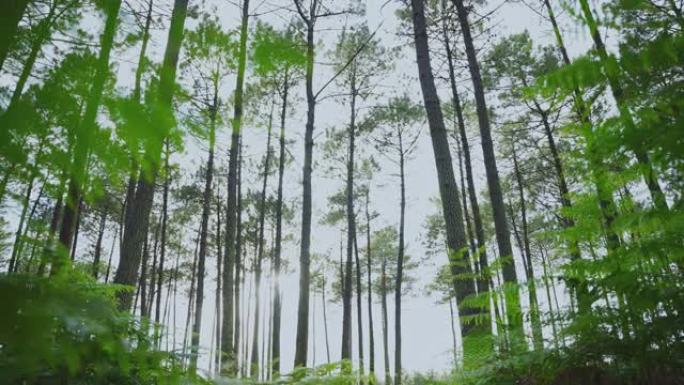 森林中高大，瘦弱的树木和蕨类植物的低角度，慢动作视图