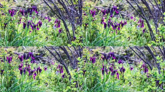 川西高原上的神秘花: 西南鸢尾