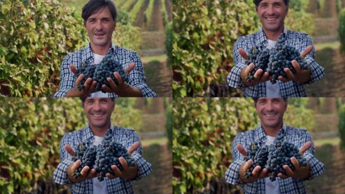 一个男人的肖像在相机上展示了一堆黑葡萄，背景是葡萄园。快乐微笑的男性农民自豪地展示他田间的收成。环境