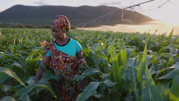 特写肖像。穿着传统服装的非洲黑人女农民在日落时穿着大玉米作物行走。背景灌溉