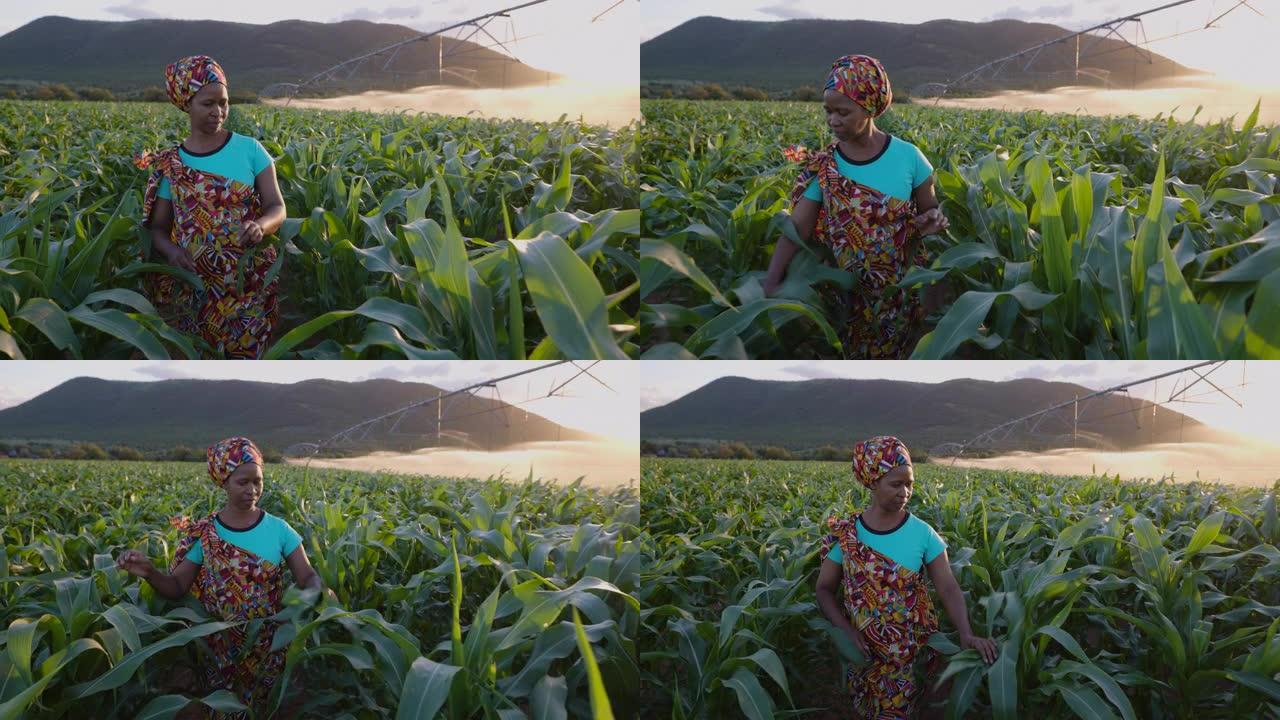 特写肖像。穿着传统服装的非洲黑人女农民在日落时穿着大玉米作物行走。背景灌溉