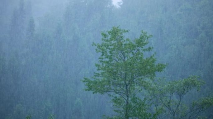山区暴雨雨天林木区有土路下雨森林山区暴雨