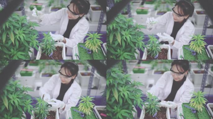室内设施中大麻植物的特写镜头