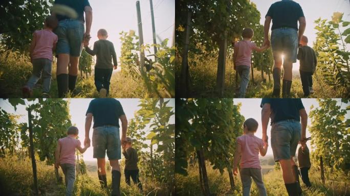 SLO MO祖父和两个小孙子在葡萄园里散步