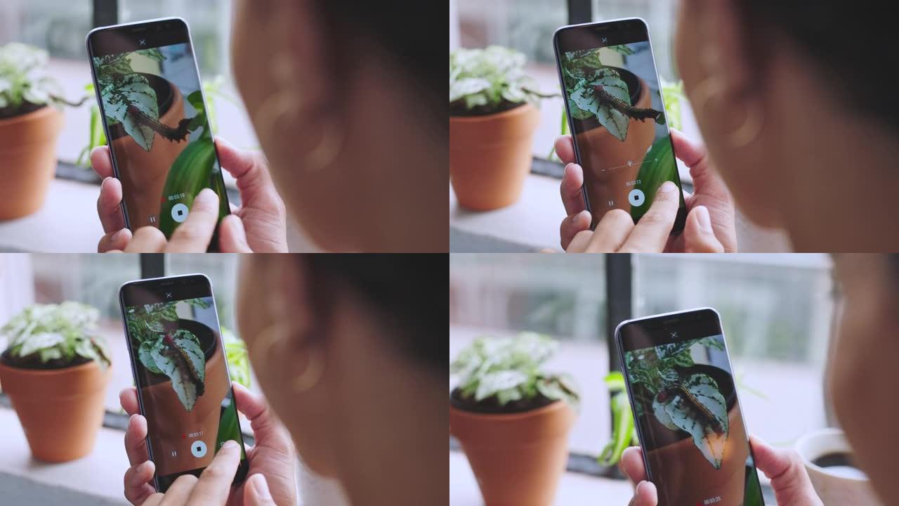 电话，女人和在家里的植物上给毛毛虫拍照。摄影，移动和女性用智能手机拍摄树叶上的昆虫照片，用于社交媒体