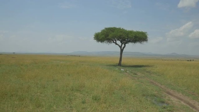 空中: 非洲大草原的孤独树