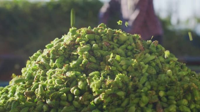 一种直接从工业容器中的植物中收获的生物生啤酒花，用于生态精酿啤酒厂的高品质啤酒生产。