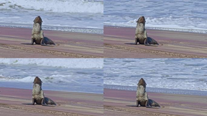 非洲纳米比亚阳光海滩上的海角海狗女士日光浴