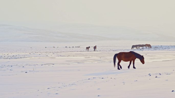 4k雪后的马群