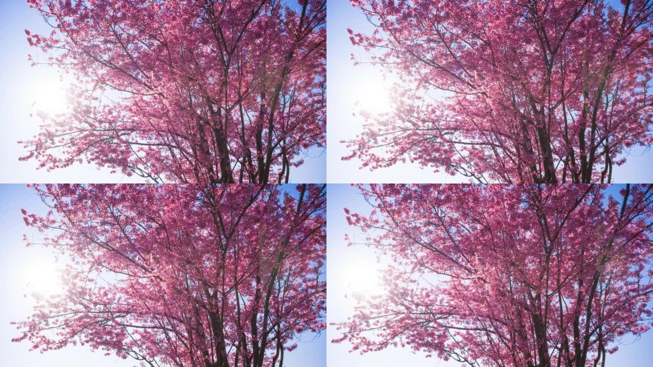盛开的樱桃树万物复苏逆光唯美