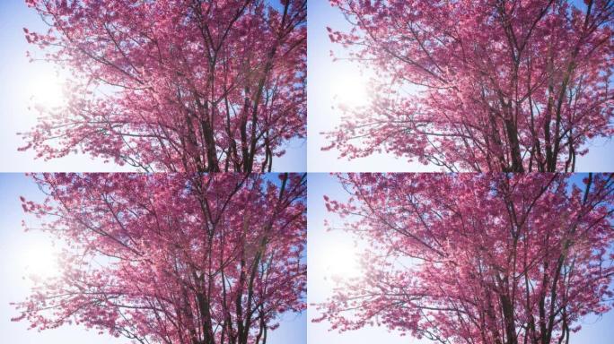 盛开的樱桃树万物复苏逆光唯美