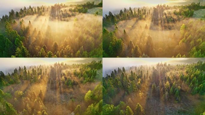 森林中令人惊叹的雾蒙蒙的日出。飞越松树森林，温暖的金色阳光穿透树木和雾气。大自然中壮丽的秋天早晨
