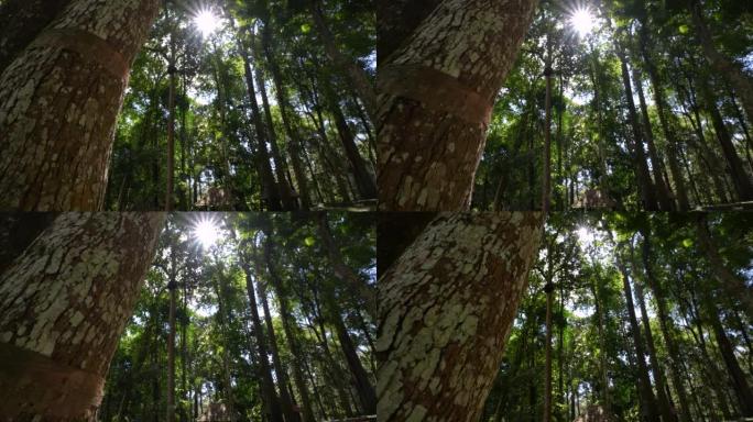 清晨有阳光的绿色森林雨林