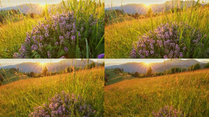 美丽的紫罗兰野花在山上的草地上。夕阳照耀下鲜花丛生。旅行，徒步旅行的概念。山里的日落。