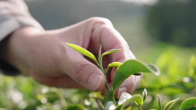 手工采摘树上的茶叶