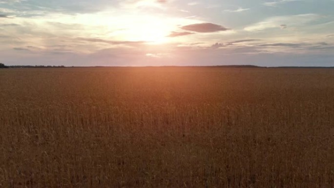 日落时飞越生长的小麦田