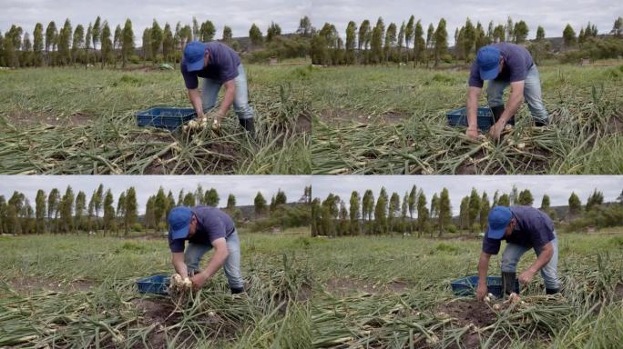 勤劳的男性农民在田间收集洋葱收成
