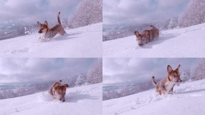 特写: 甜棕色混血狗在雪球后在深沉的新鲜雪中奔跑