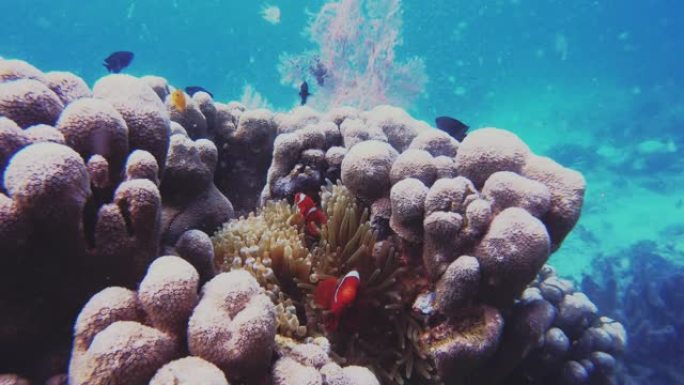 珊瑚礁最具标志性的鱼类之一