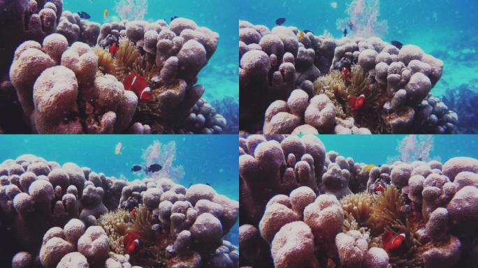 珊瑚礁最具标志性的鱼类之一