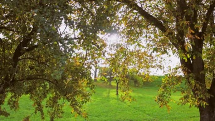 上奥地利州绿色草地上的树木上的秋叶