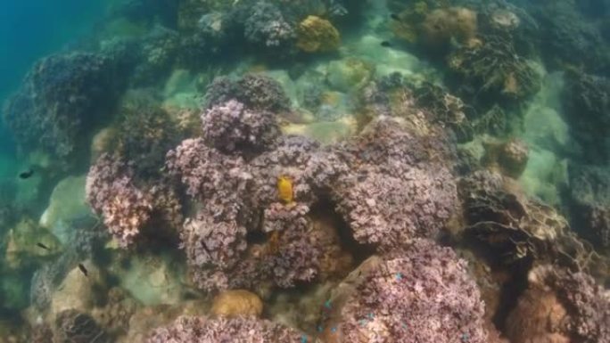 水下有珊瑚和海葵。许多不同种类的鱼和清澈的水，没有人