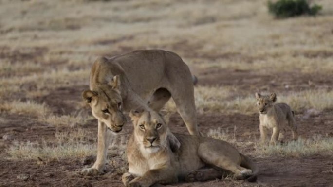 特写两只母狮打架，背景可爱的幼崽