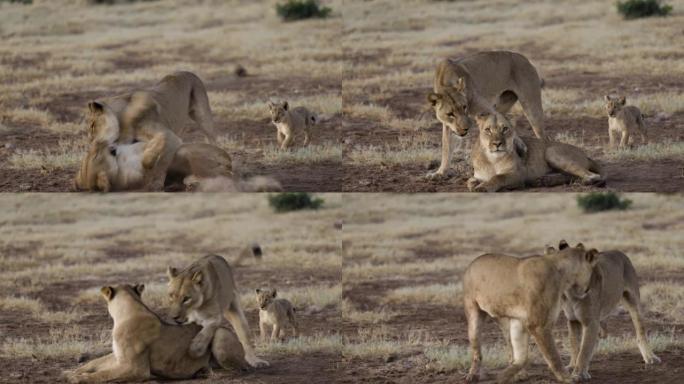 特写两只母狮打架，背景可爱的幼崽