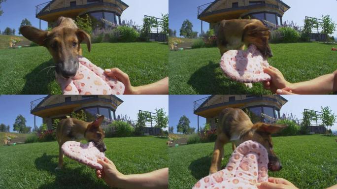 慢动作: 可爱的小狗在阳光明媚的花园里玩粉红色的情人节枕头