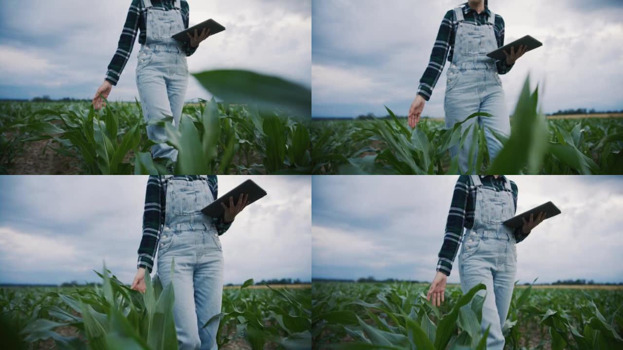 农夫妇女走过玉米地，拿着数字平板电脑，边走边触摸植物