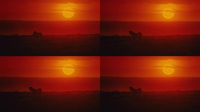 慢动作剪影豹子在橙色日落天空下的野生动物保护区行走