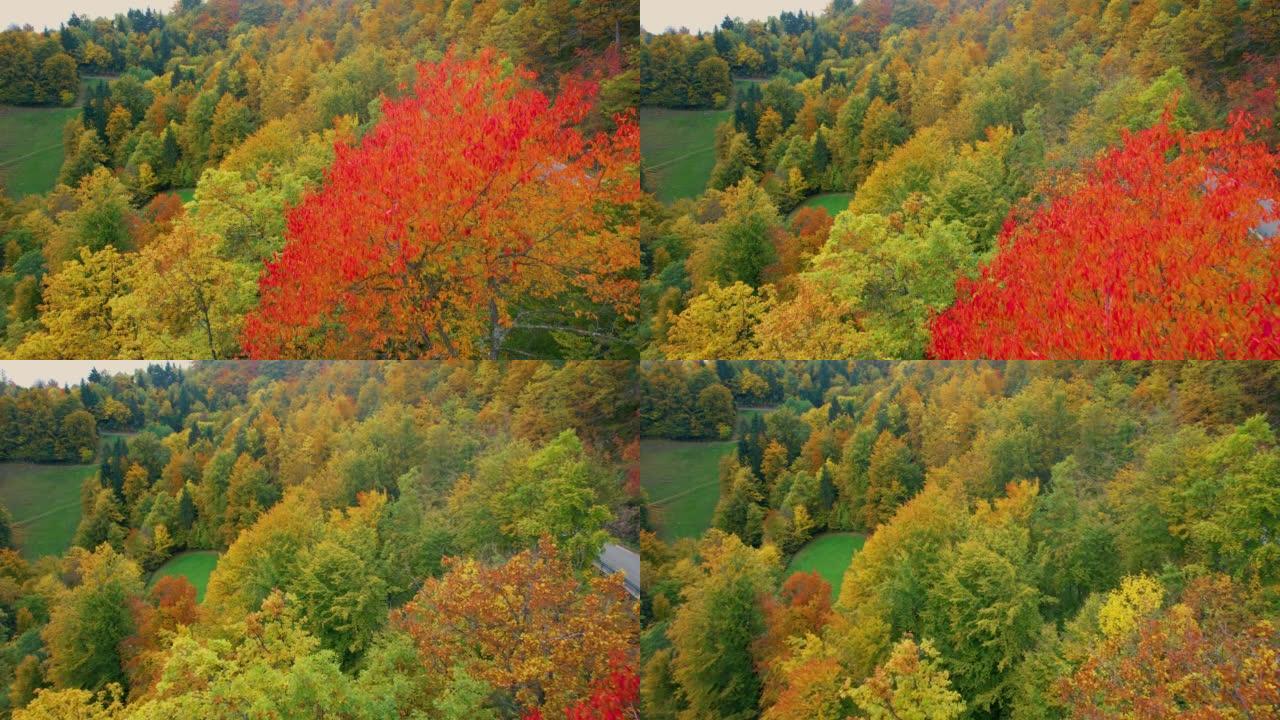 空中: 秋天色彩中华丽森林的怀抱中发光的红色树梢