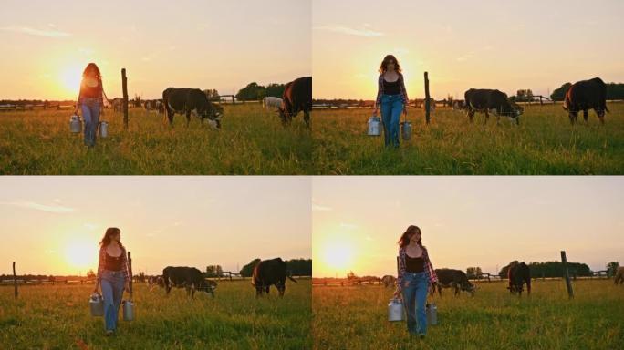 SLO MO年轻的牧场主妇女在日落时与牛群一起在牧场中携带牛奶罐