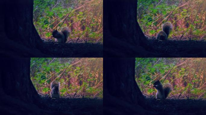 日出时松鼠在树林中觅食