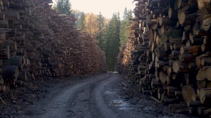 特写: 土路穿过一个砍伐树木的伐木设施