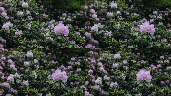 川西高原高山杜鹃花开花