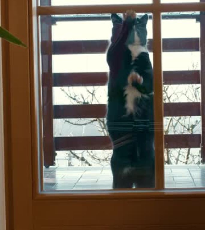 DS猫在玻璃门上爪子进去