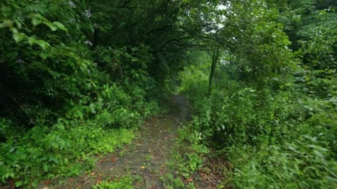 走向森林小径雨天林木区有土路下雨森林山区