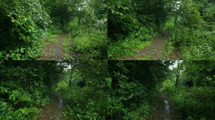 走向森林小径雨天林木区有土路下雨森林山区