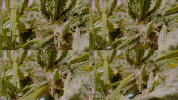 宏观，dop: 带有可见毛发和毛状体的大麻花的详细视图