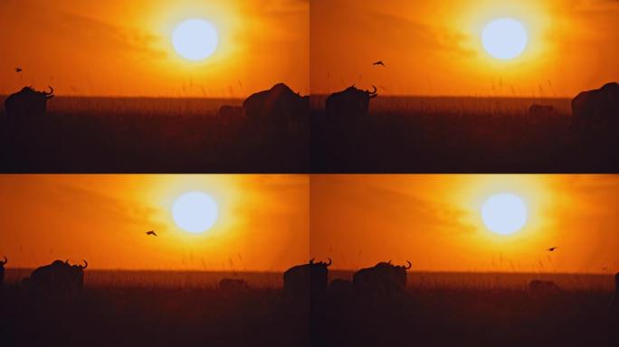 剪影的牛羚在日出时走在明亮的阳光下