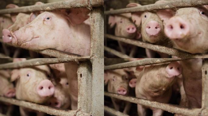 猪的特写镜头，它们的鼻子通过圈养建筑的围栏