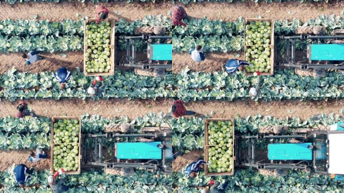 农场工人将成熟的白菜放入容器中的俯视图