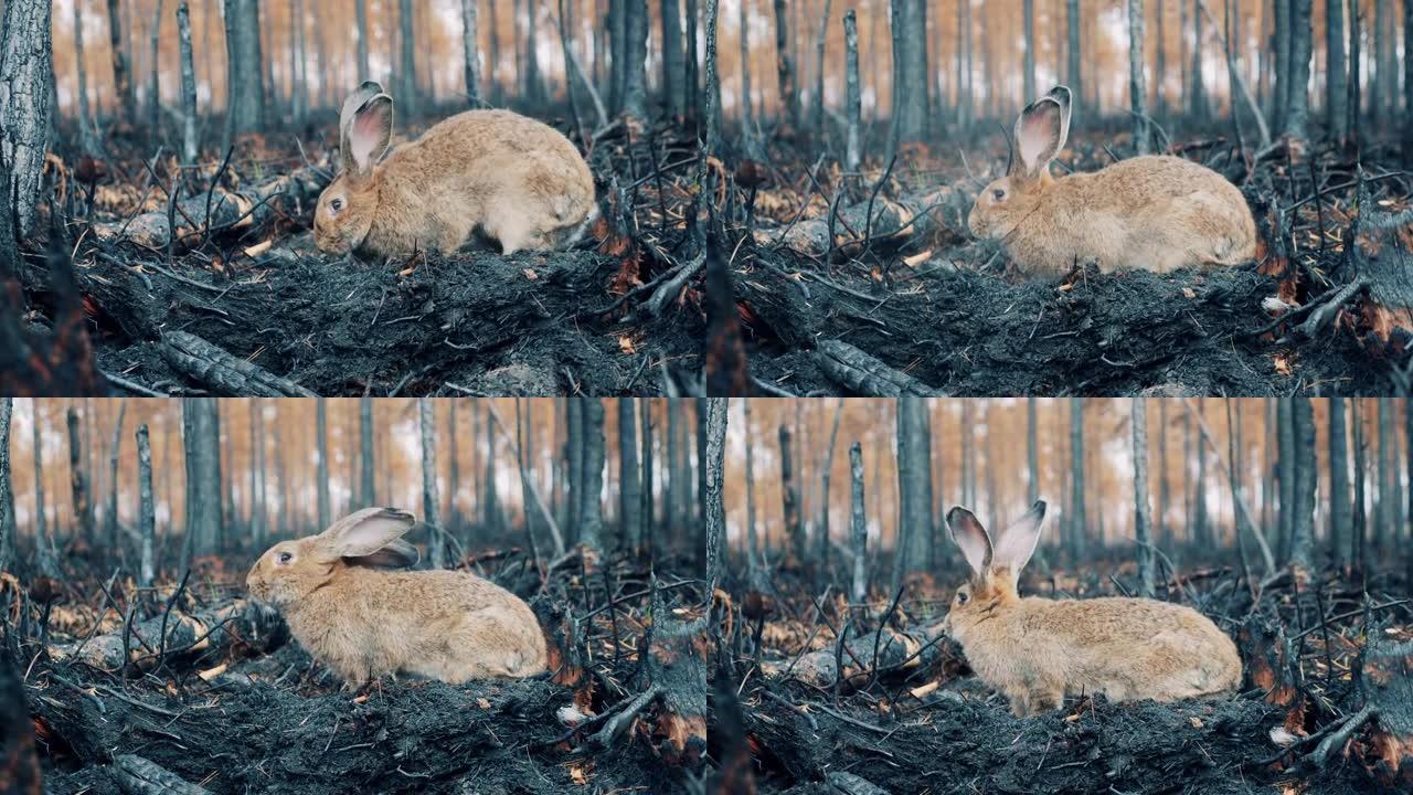 烧毁的森林地面，一只兔子嗅它