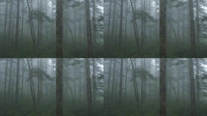 雾中的森林雾中的森林